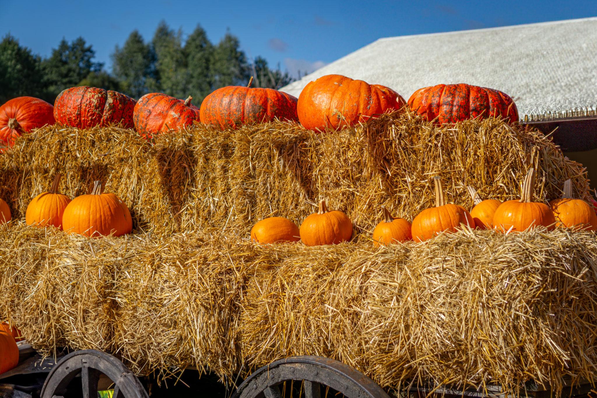 Fall Festivals Near Indianapolis: A Hancock County Guide — hero image